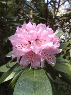 Kopie_von_06042009Rh.floribundumC.5090_01.jpg
