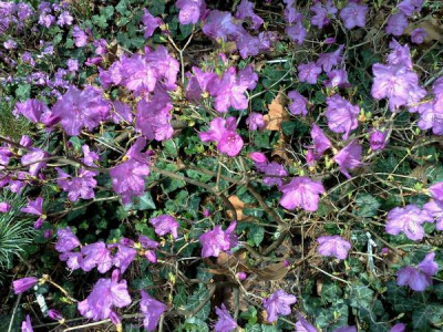Kopie_von_06042009Rh.mucronulatum_var._chejuense.jpg