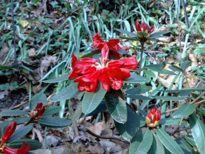 Kopie_von_06042009Rh.sperabiloides_R.125_01.jpg