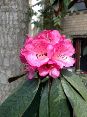 Kopie_von_06042009arboreumssp._cinnamomeumvar._cinnamomeumBu_101_PhortseNepal.jpg