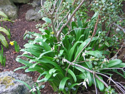 galanthus-axel12.jpg