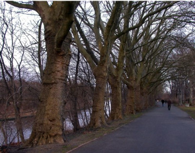 Platanenallee001.jpg