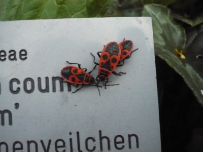 Feuerw.jpg