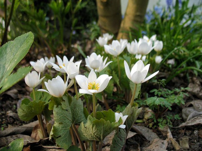 p_IMG_1501_Sanguinaria.jpg