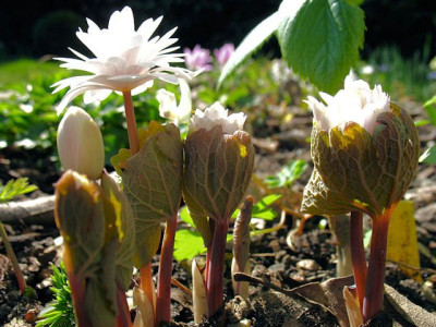 p_IMG_1382_Sanguinaria.jpg
