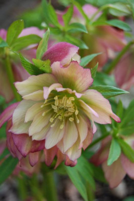 H._apricot_Blute_09.jpg