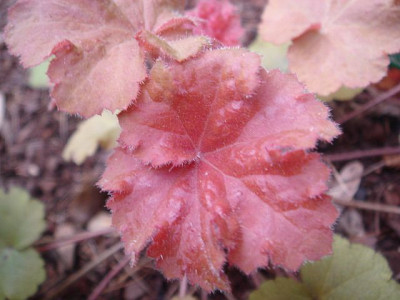 Heuchera_Caramel_Blatt.JPG