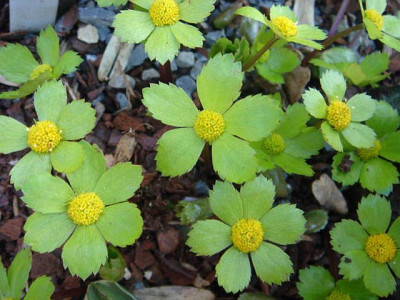 Haquetia_epipactis.JPG