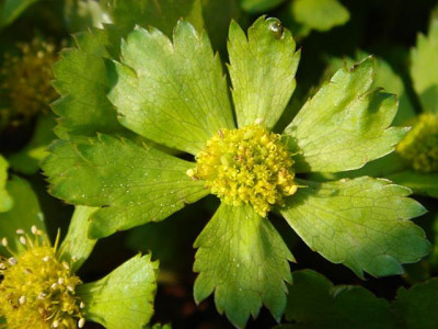 Haquetia_epipactis_Leon_1.JPG