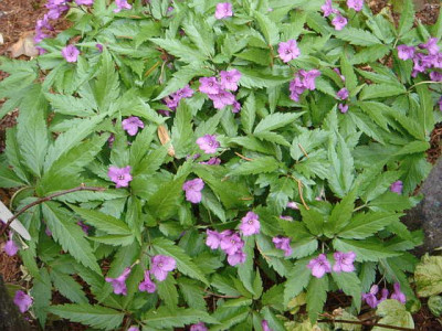 Cardamine_glanduligera.JPG