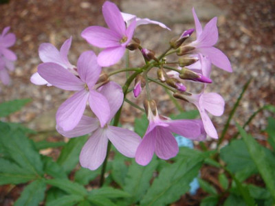Cardamine_quinquefolia_1.JPG