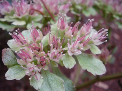 Chrysosplenium_macrophyllum_4.JPG