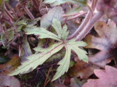 Tiarella_Iron_Butterfly__2.JPG