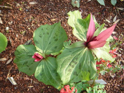 Trillium_chloropetalum_var.giganteum.JPG
