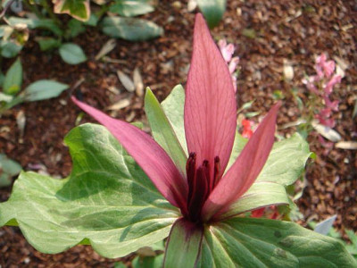 Trillium_chloropetalum_var.giganteum_Blute.JPG