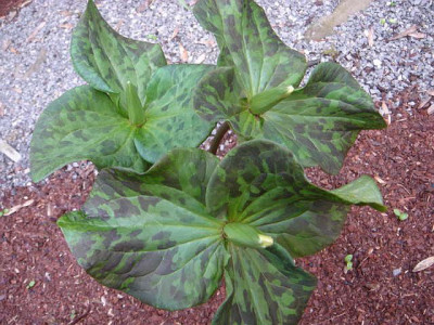 Trillium_B5_albidum.JPG