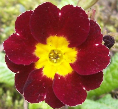 000_3543_Primel_rot.jpg
