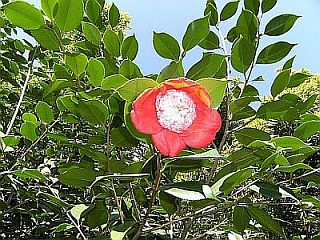 DSCF0017_Camellia_jap._Kumagai_____300.jpg
