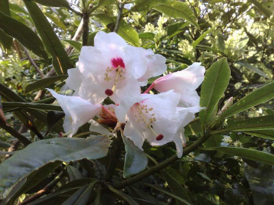 Kopie_von_07042009Rh.calophytum_var.openshawianum_CH_7055_01.jpg