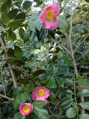 Kopie_von_07042009Cam.japonica_Kobai.jpg
