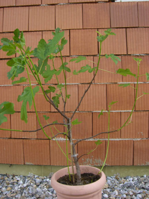 CIMG9266_1.JPG