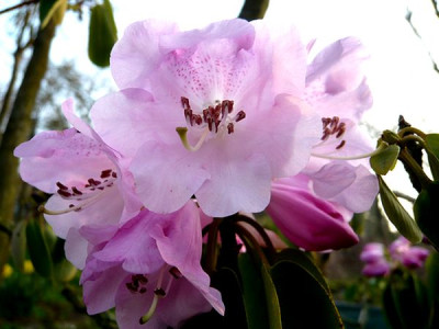 Rhododendron_oreodoxa_fars_2009.jpg