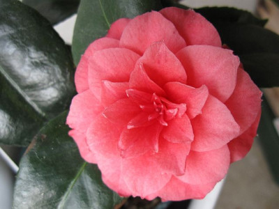 Camellia_unbekannt_02491.jpg