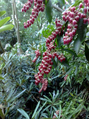 Kopie_von_07042009Pieris_japonicaValley_Valentine.jpg