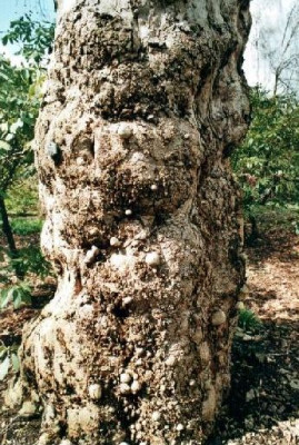 Platanus_x_acerifolia_Hexe.jpg