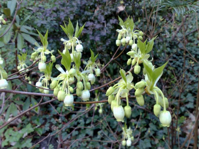 Kopie_von_07042009Enkianthus_serrulatus02.jpg