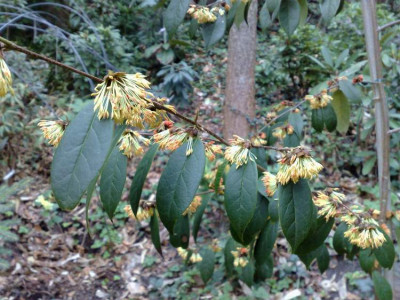 Kopie_von_05042009Sycopsis_sinensis01.jpg