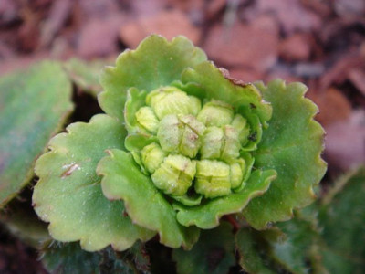 Chrysosplenium_davidianum_5.JPG