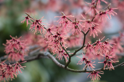 Hamamelis-1-b.jpg