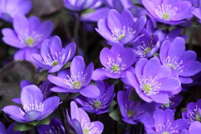 Hepatica-1-b.jpg