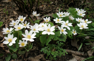 p_IMG_1511_Sanguinaria.jpg