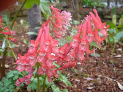 Corydalis_flexuosa.JPG