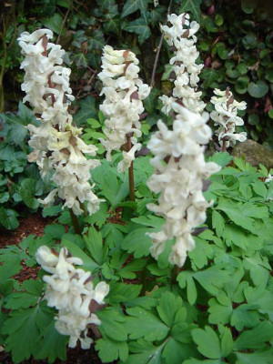 Corydalis_cava.JPG