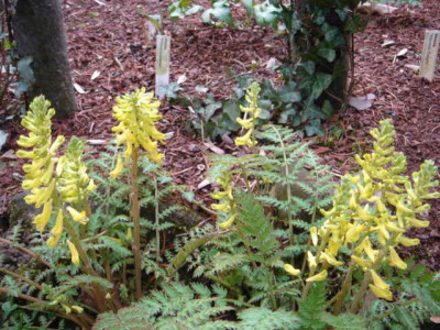 Corydalis_cheilanthifolia.JPG