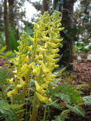 Corydalis_cheilanthifolia_1.JPG