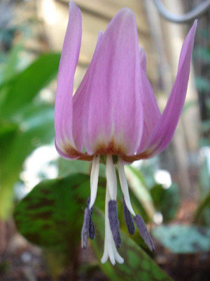 Erythronium_dens-canis_Sensation_Blute_1.JPG