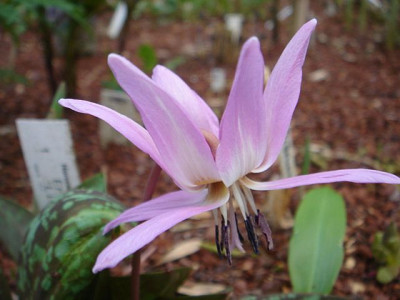 Erythronium_dens-canis_Lilac_Wonder.JPG