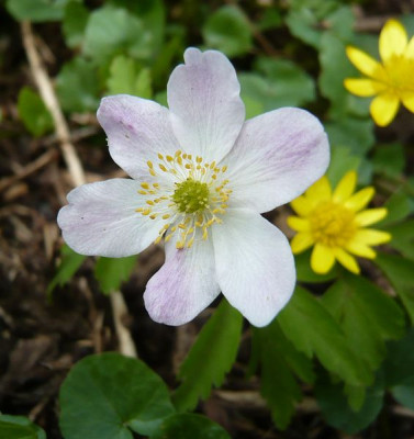 Anemone_nemorosa_Maidens_Blush_fars_2009.jpg