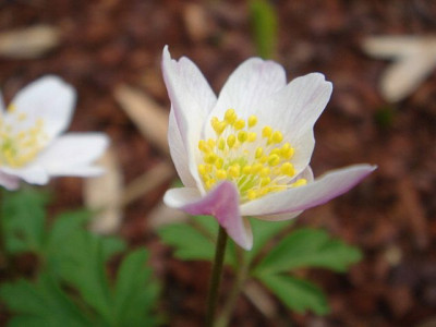 Anemone_nemorosa_Westwell_Pink_Blute_1.JPG