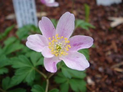 Anemone_nemorosa_Westwell_Pink_Blute.JPG
