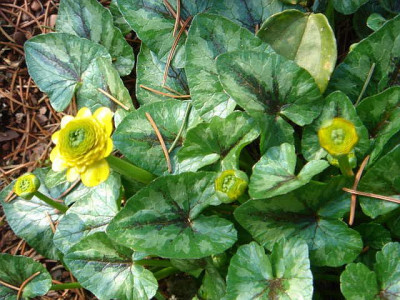 Ranunculus_ficaria_Collarette_1.JPG