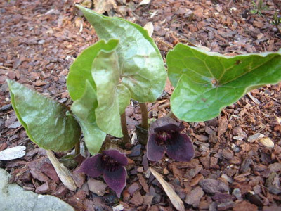 Asarum_siebodii_2.Blute.JPG