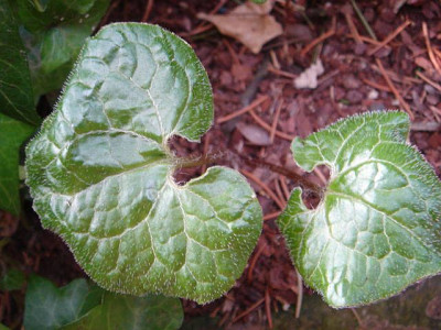 Asarum_caulescens_5.JPG