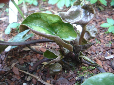 Asarum_maximum_Austrieb.JPG