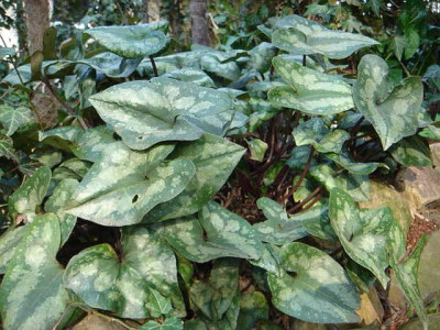 Asarum_splendens_12.JPG