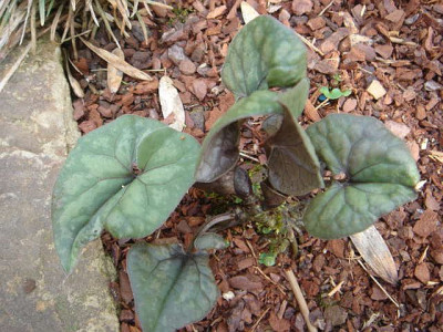 Asarum_maculatum.JPG